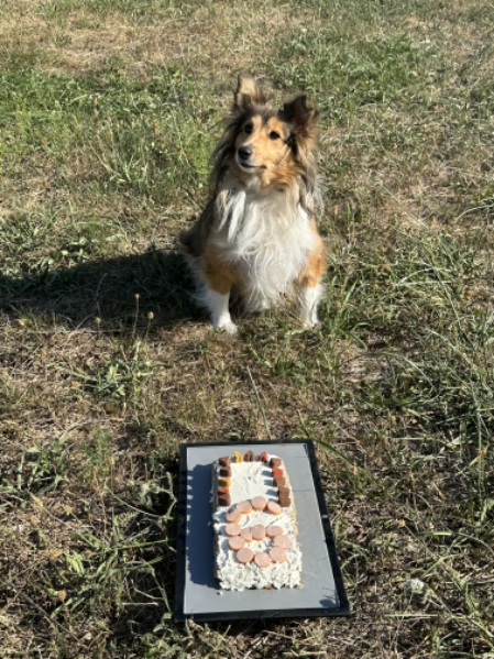 Nahaufnahme einer Sheltie-Hündin mit weichem Fell und wachem Blick.